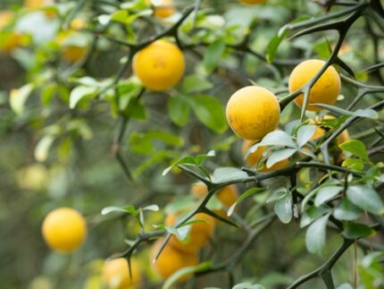 Sitrontre "Citrus trifoliata", str. 100-120 cm.,pottestr. 5 l.