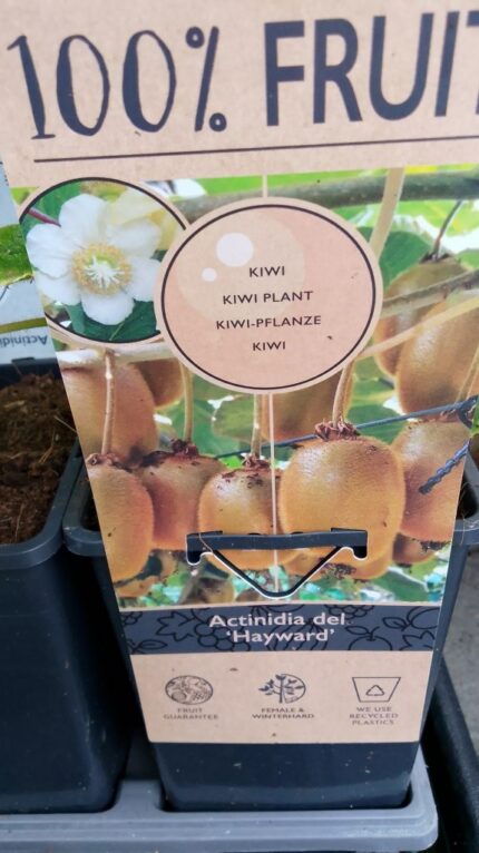 Kiwi Actindia deliciosa Hayward, pottestr. 2 l., sh ca 40 cm