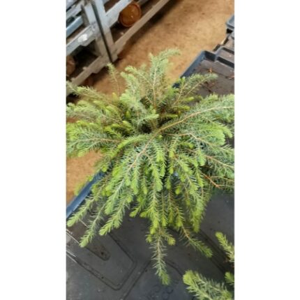 svartgran "Nana"  25/30  3 l potte