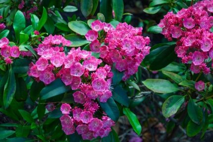 Kalmia Latifolia "Newfoundland"  20/30 cm 2 l potte