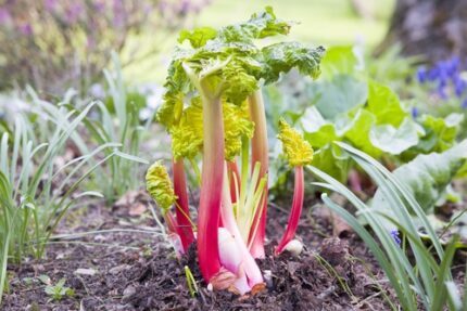 Rabarbra "‘Glaskin’s Perpetual"  9 cm potte