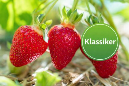 Jordbær "Senga Sengana"  6 pk pluggplanter