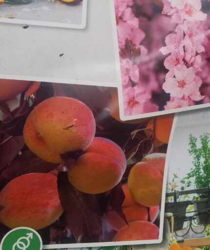 fersken dvergvariant  40/60 cm slagsstr.  5 l potte