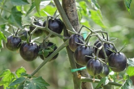 Cherytomat "black cherry"   30 cm    0,75 l potte