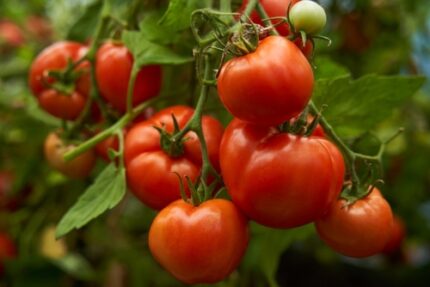 Tomat " DANSK EXPORT' 30 cm 0,75 l potte