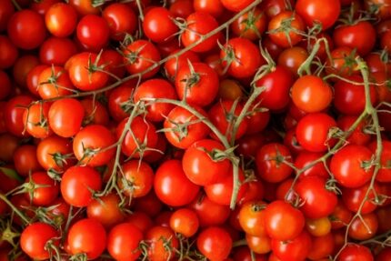 Cherrytomat "Flavorino"   30 cm  0,75 l potte