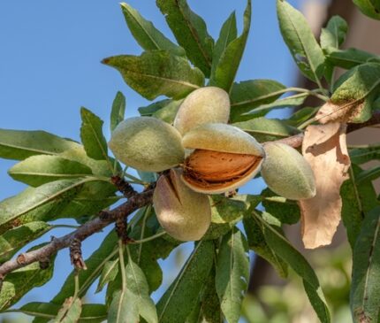 Mandeltre (Prunus amyg. dulcis)  70/80 cm  5l potte