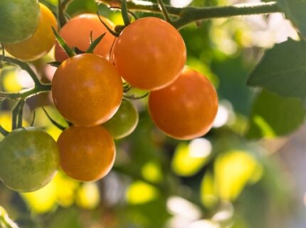 Cherrytomat "Sungold"   330 cm  0,75 l potte