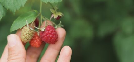 Bringebær "Varnes"  1, 5 l potte 30/40 cm