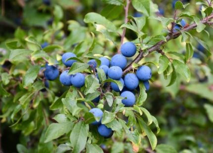 Slåpetorn 3,5 l potte 50/60 cm