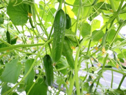 Agurk "Passandra"  ca 30 cm 0,75 l potte