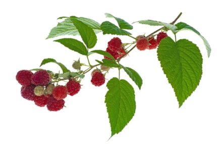 Bringebær "Glen Mor"  30/40 cm 1 l potte