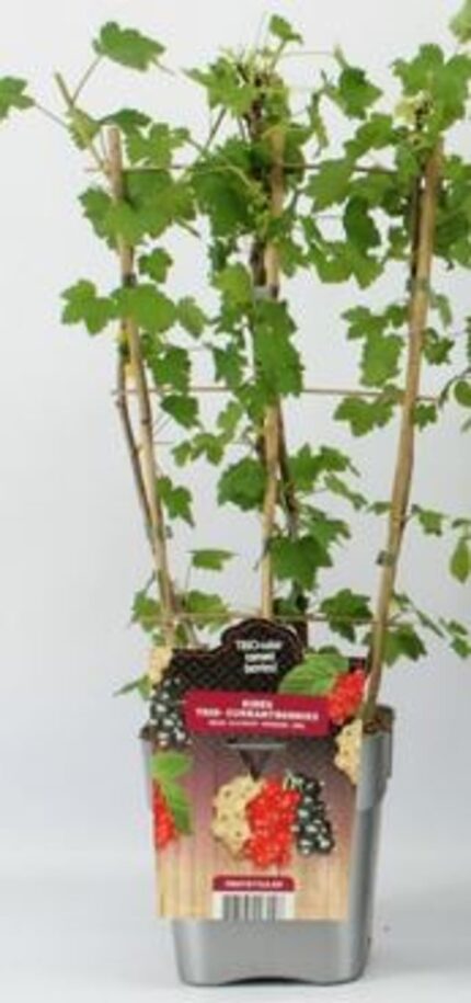 RIBES TRIO -  NYHET 3 SORTER I EN POTTE  - 5 L POTTE