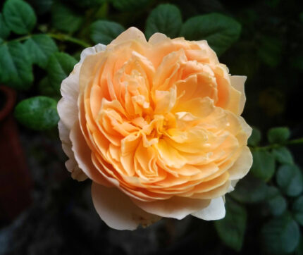 Austin rose "Charles Darwin"  4 l potte