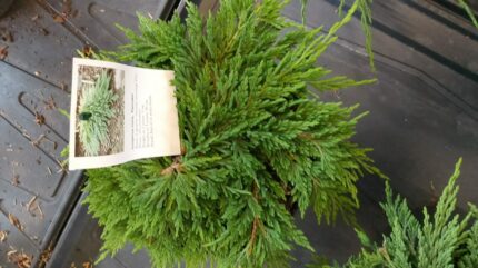 Krypeine 30/35  3 l Potte