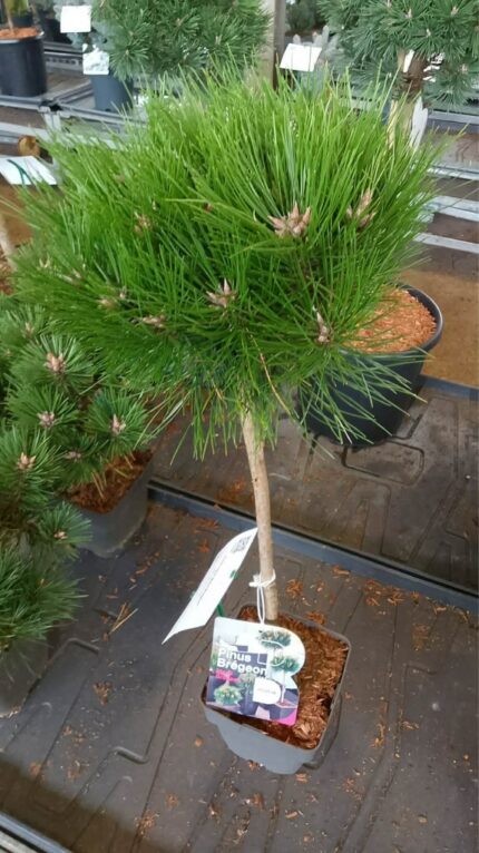 Furu " Marie Bregeon"  oppstammet  40 cm  3L potte