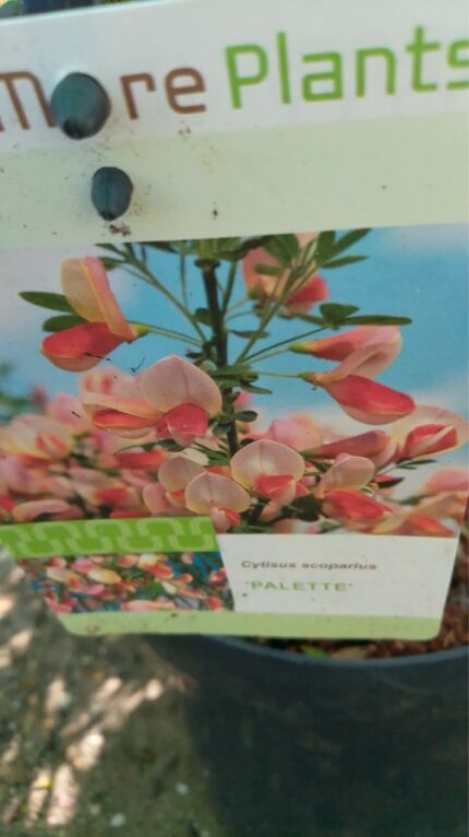 Gyvel "Palette"  40/50 cm 4 l potte