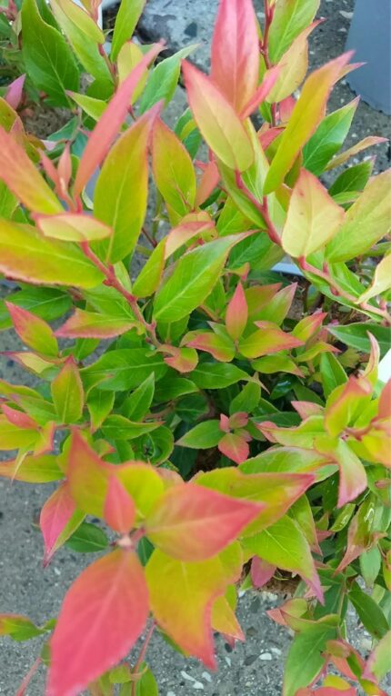 Leucothoe ‘Little Flames’  25/30    3 l potte