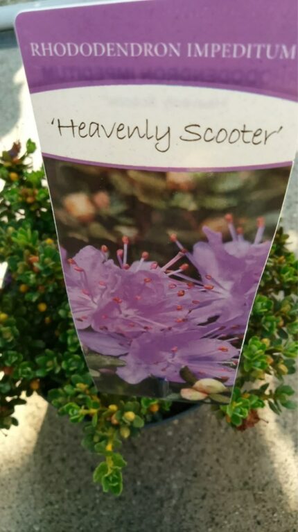 Rhododendron impeditum "Heavenly Scooter" 20/30 cm  3 l potte