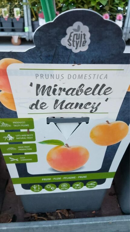 Plomme "Mirabelle De Nancy"  110/120  5 l potte