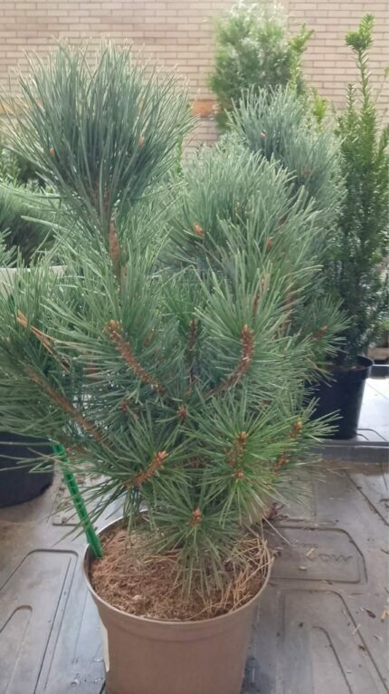 Furu "Watereri" 2025 15-20cm  2L potte