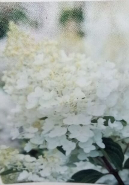 Syrinhortensia "Silverdollar" 5 l.potte, oppstammet, stamme høyde 80 cm