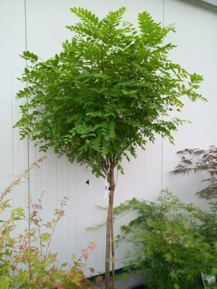 Kuleakasie, Robinia P. Umbraculifera, Oppstammet, stammehøyde 80 cm, 10 l.potte