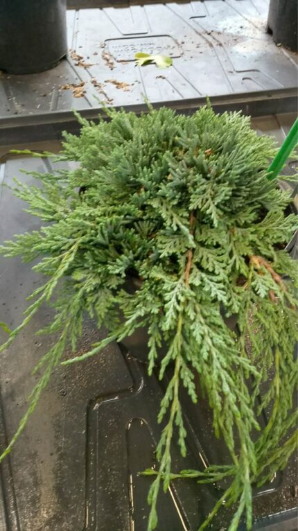 Krypeine "Icee Blue"  20/25  3 l potte