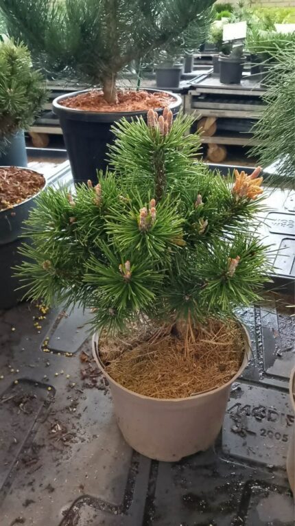 Furu "mops" 2025  15-20cm  2L potte