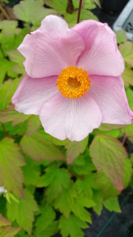 Anemone, Hadspen Abdundance", pottestr. 1,5 l.