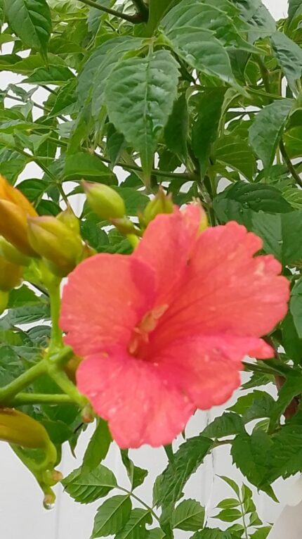 Trompetblomst "Campsis Tag. mme Galen", pottestr.10 l. sh 130-150 cm