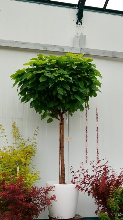 Kuletrompettre Catalpa B. "Big Nana", oppstammet sth 80 cm, pottestr. 10 l.