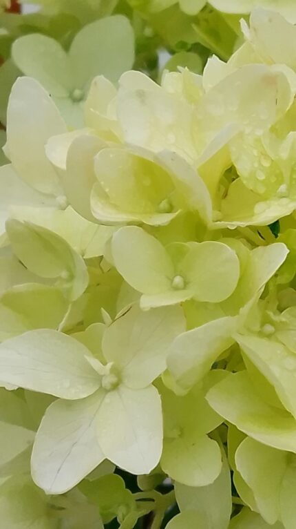 Syrinhortensia, Hydragea P. " Skyfall " pottestr. 5 l.