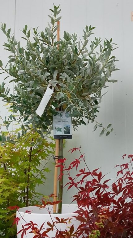 Dvergpil oppstammet, "I am Oliver", Salix Helvetica, sth 60 cm, pottestr. 10 l.