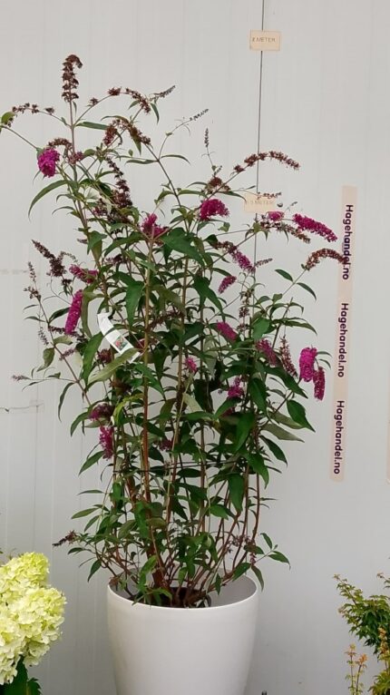 Sommerfuglbusk "Royal Red", 10 potte