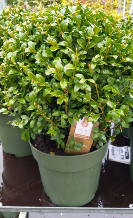 Buksbom kule, sh. 30 cm