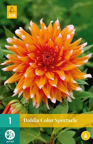 Dahia "Color Spectable" 1 stk