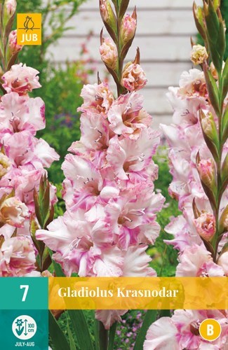 Gladiolus "Krasnodar" 7 stk