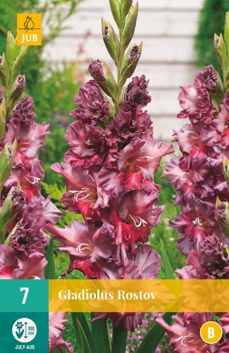 Gladiolus "Rostov" 7 stk
