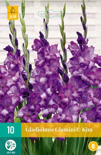 Gladiolus "Glamini Kim" 7 stk