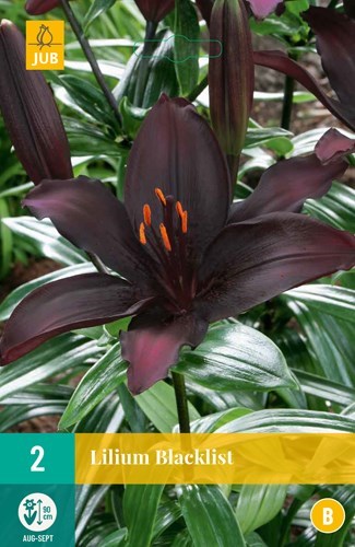 Lilje "Blacklist" 2 stk