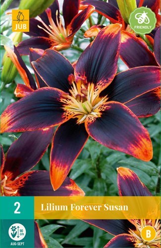 Lilje "Forever Susan" 2 stk