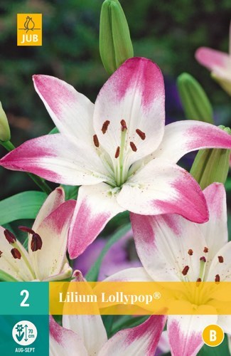Lilje "Lollypop" 2 stk