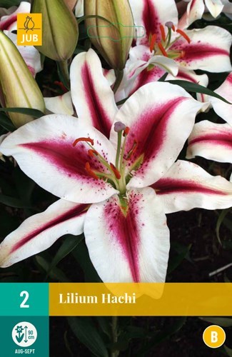 Lilje "Hachi" 2 stk
