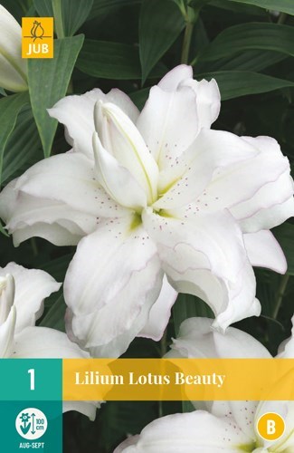 Lilje "Lotus Beauty" 1 stk