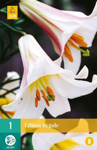 Lilje "Regale" 1 stk