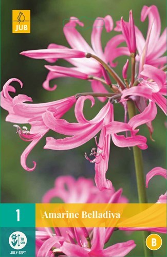 Amarine "Belladiva" 1 stk