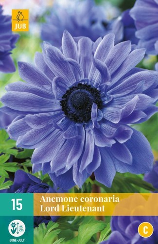 Anemone corr "Lord Lieutenant" 15 stk