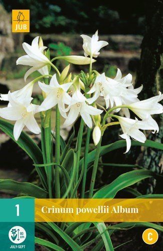 Crinum "Powelli album" 1 stk