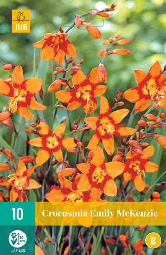 Crocosmia "Emily Mckenzie" 10 stk